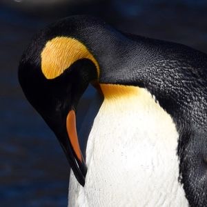 Meet your Posher, Tara